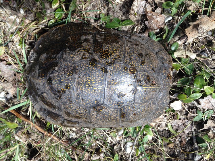 Our first sighting of the turtle.