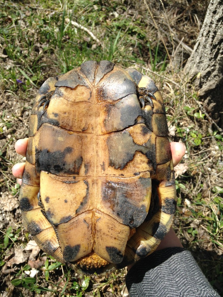 Underside of the Blanding Turtle.