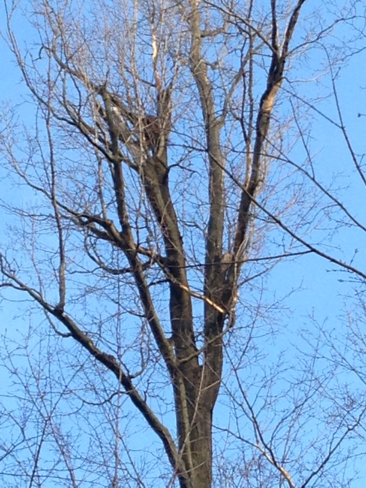 Red Bellied Woodpecker