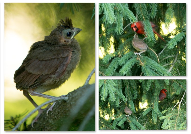 baby_Cardinal_firstflight