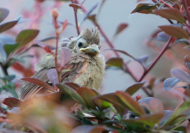 baby_northern_cardinal