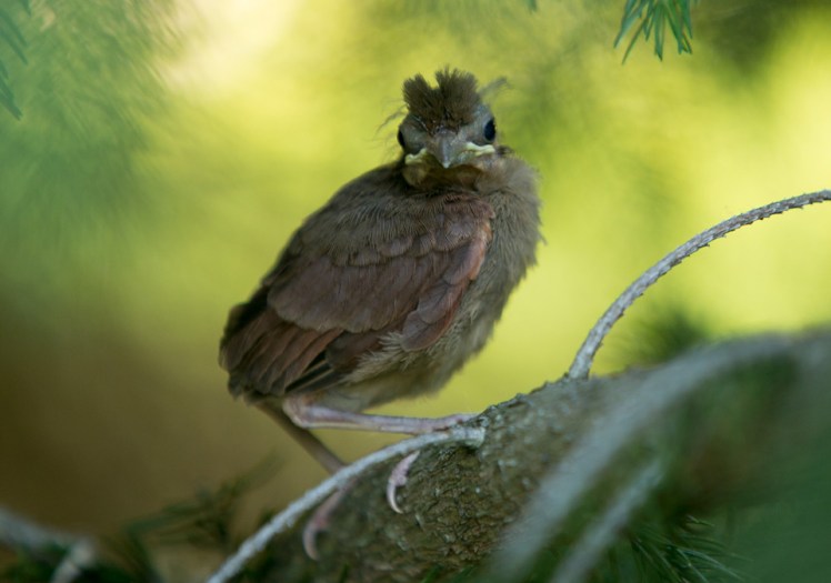 baby_northern_cardinal_pine