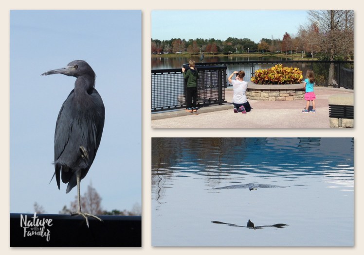 little_Blue_Heron_disney