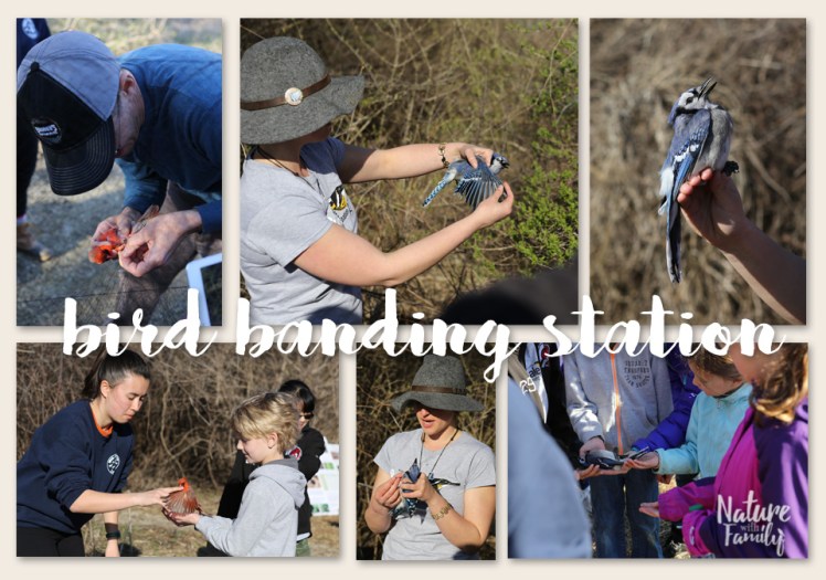 MSUSciencefestBanding